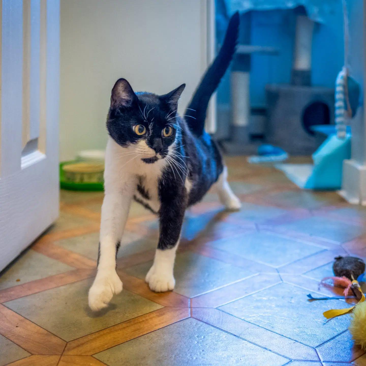 Enlarge Kenzie, a Adoptable Tuxedo in HANSON, MA image 5/5