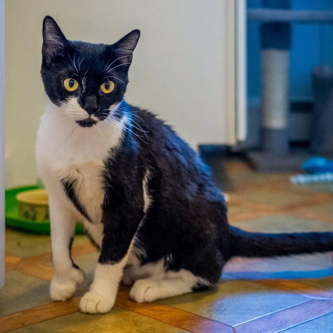 Enlarge Kenzie, a Adoptable Tuxedo in HANSON, MA image 3/5