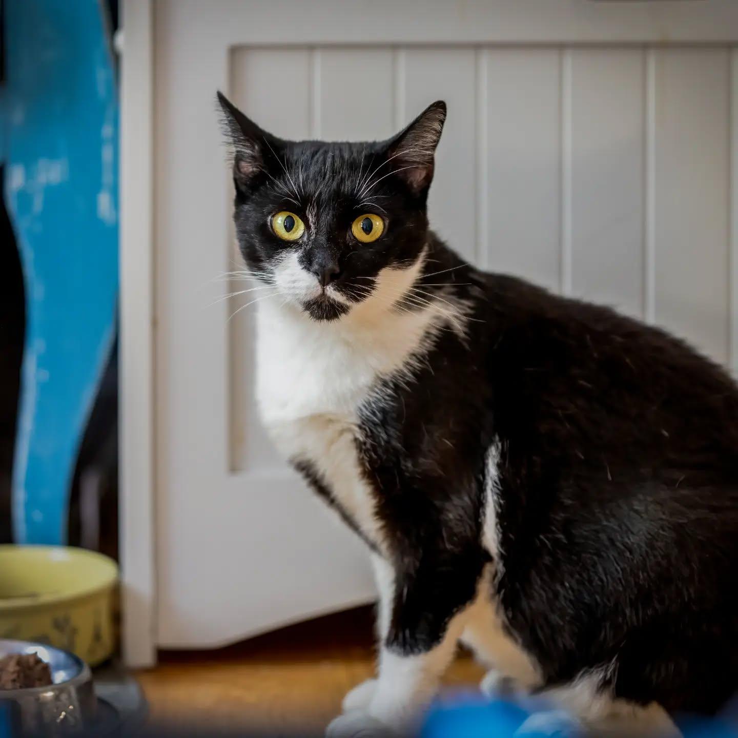 Enlarge Kenzie, a Adoptable Tuxedo in HANSON, MA image 2/5