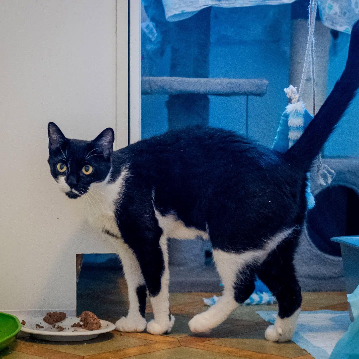 Enlarge Kenzie, a Adoptable Tuxedo in HANSON, MA image 4/5