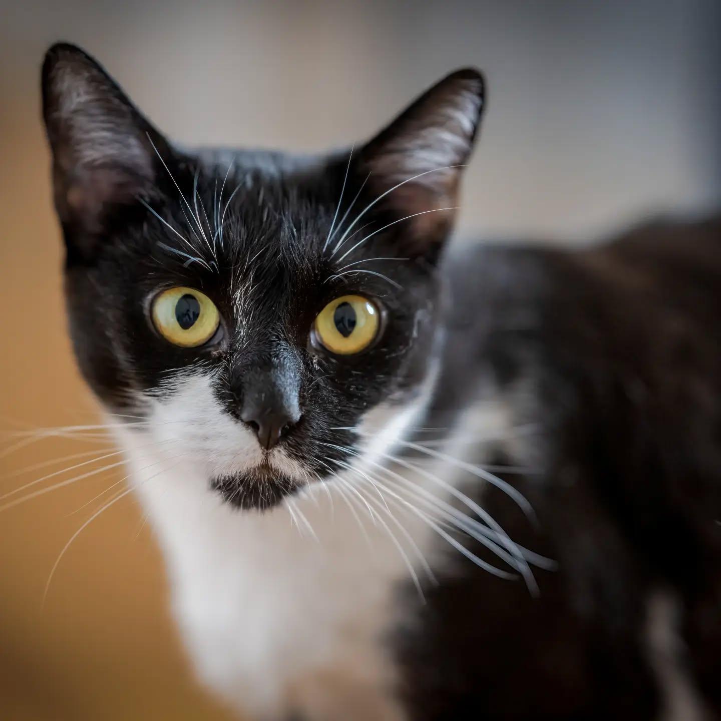 Enlarge Kenzie, a Adoptable Tuxedo in HANSON, MA image 1/5