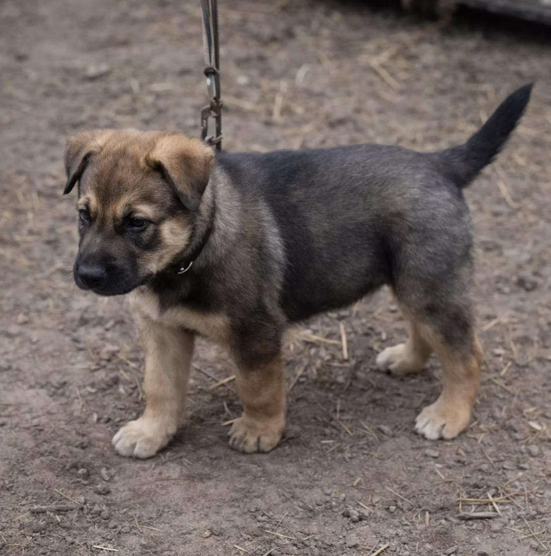 Teddy, an adopted mixed breed in East Dundee , IL image 3/4