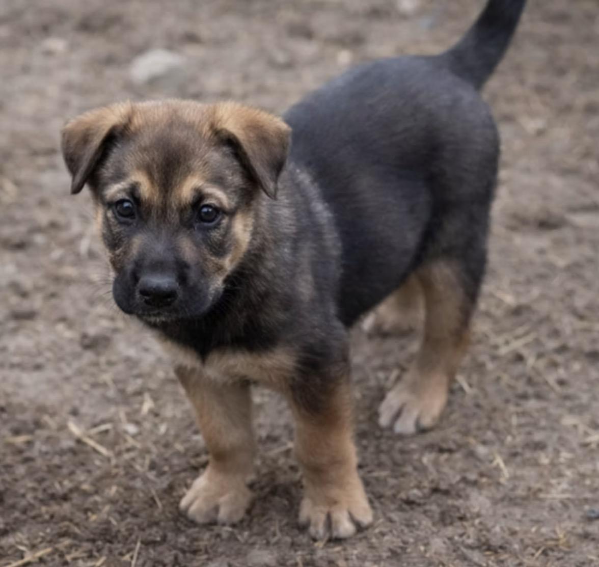 Teddy, an adopted mixed breed in East Dundee , IL image 1/4