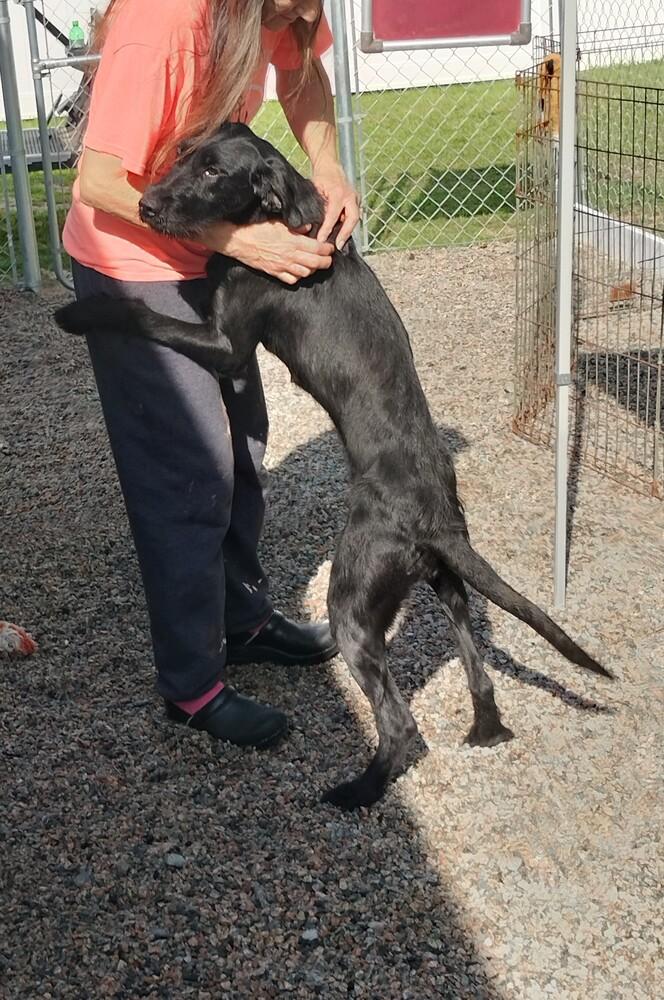 Skye, Adoptable, Young Female Terrier.
