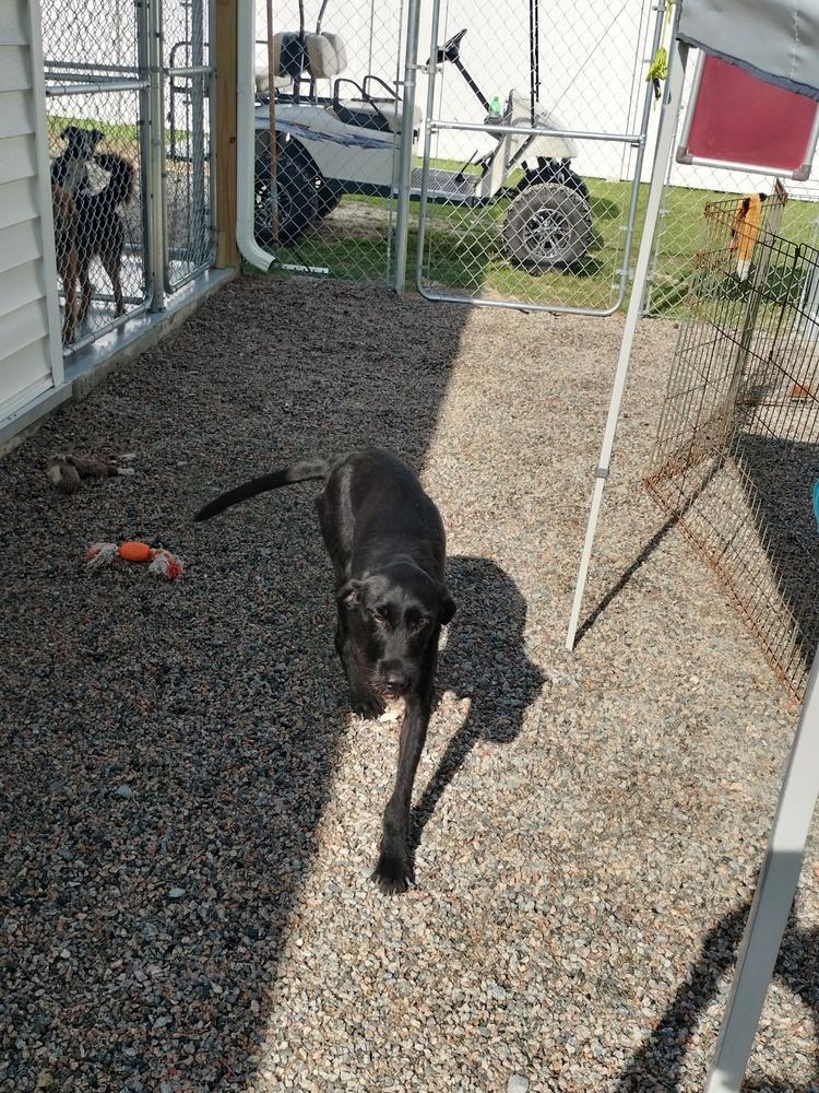 Skye, a Adoptable Terrier in Roanoke Rapids, NC image 2/3