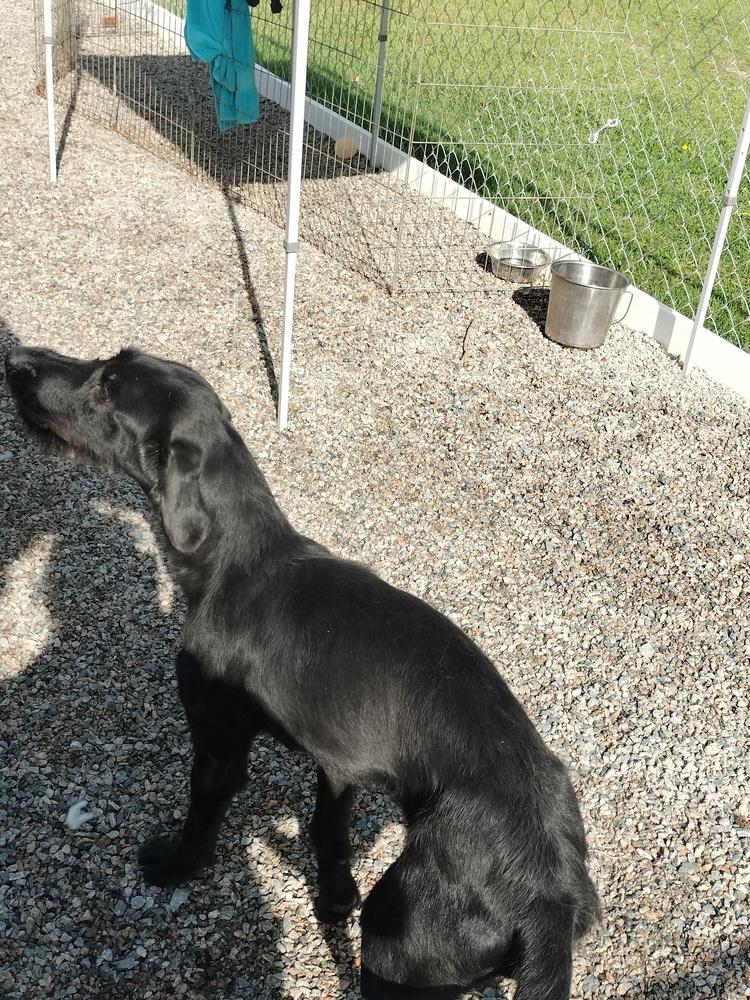 Skye, a Adoptable Terrier in Roanoke Rapids, NC image 3/3