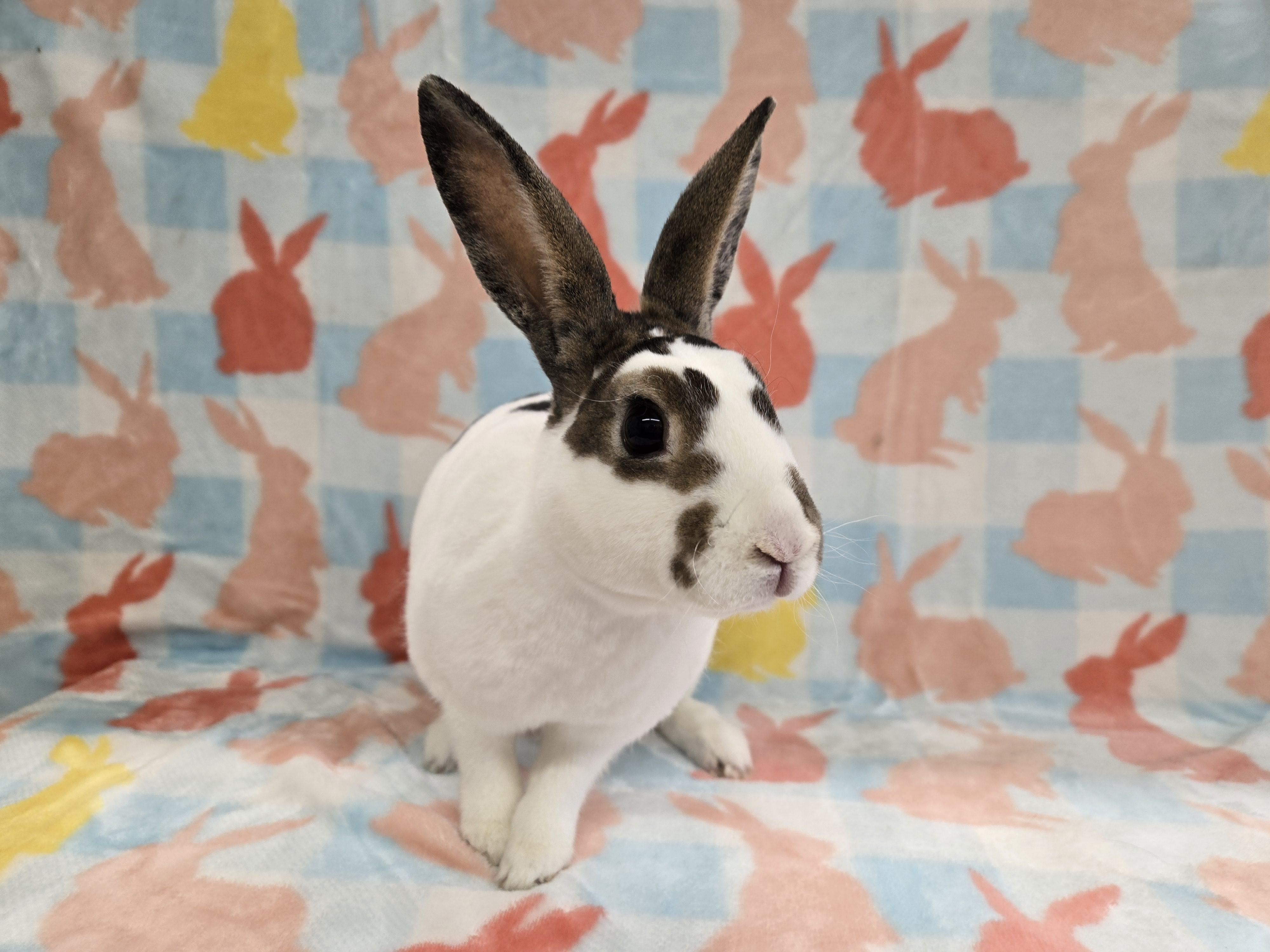 Cinnabun, a ADOPTABLE Mini Rex in Deerfield, WI image 3/3