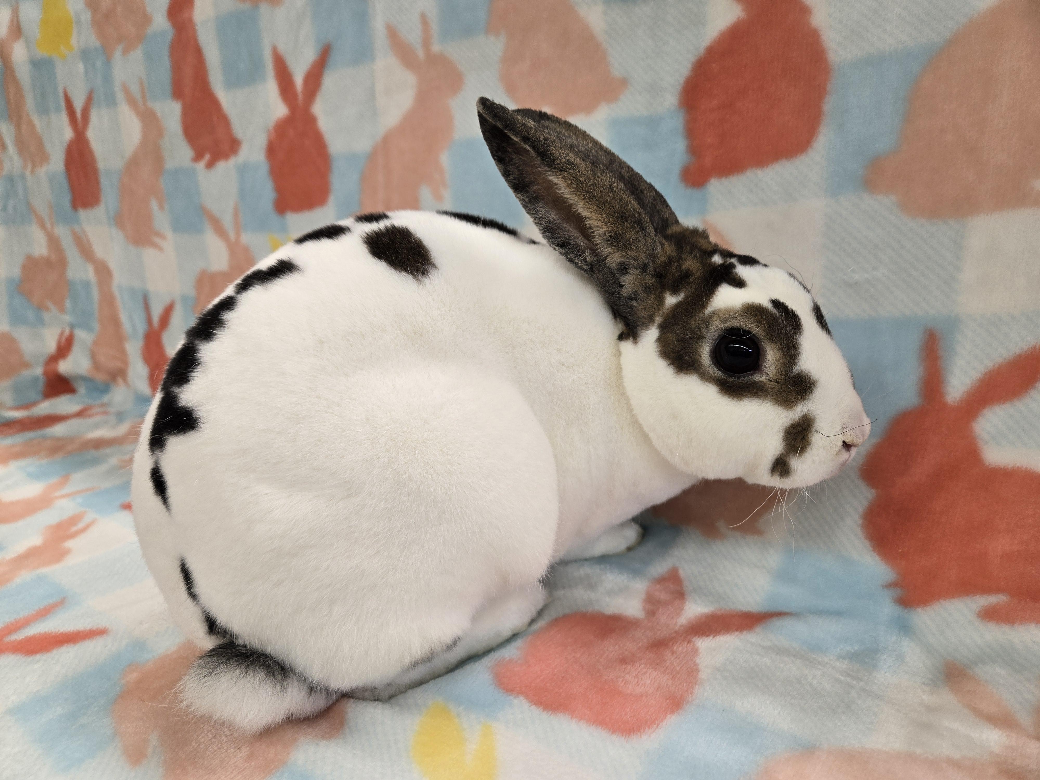 Cinnabun, a ADOPTABLE Mini Rex in Deerfield, WI image 2/3