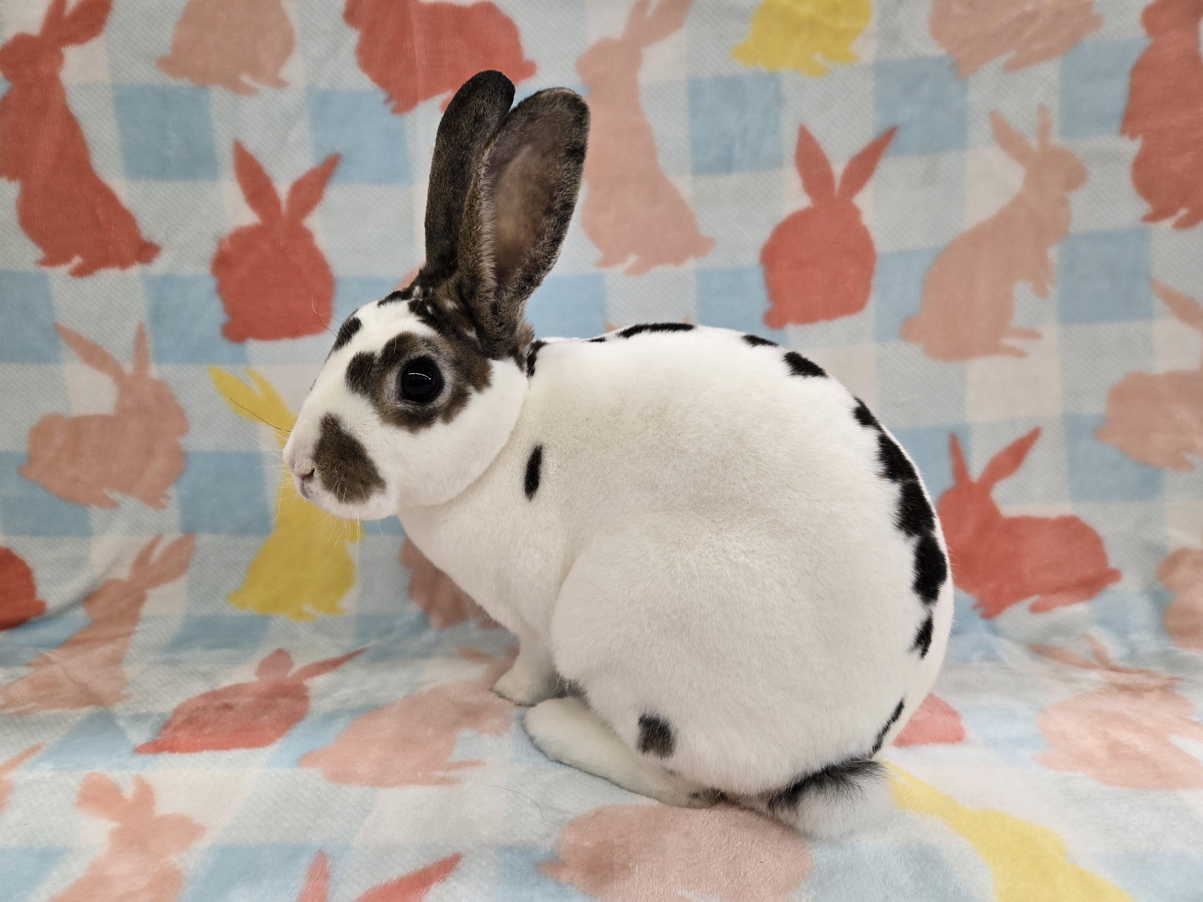 Cinnabun, a ADOPTABLE Mini Rex in Deerfield, WI image 1/3