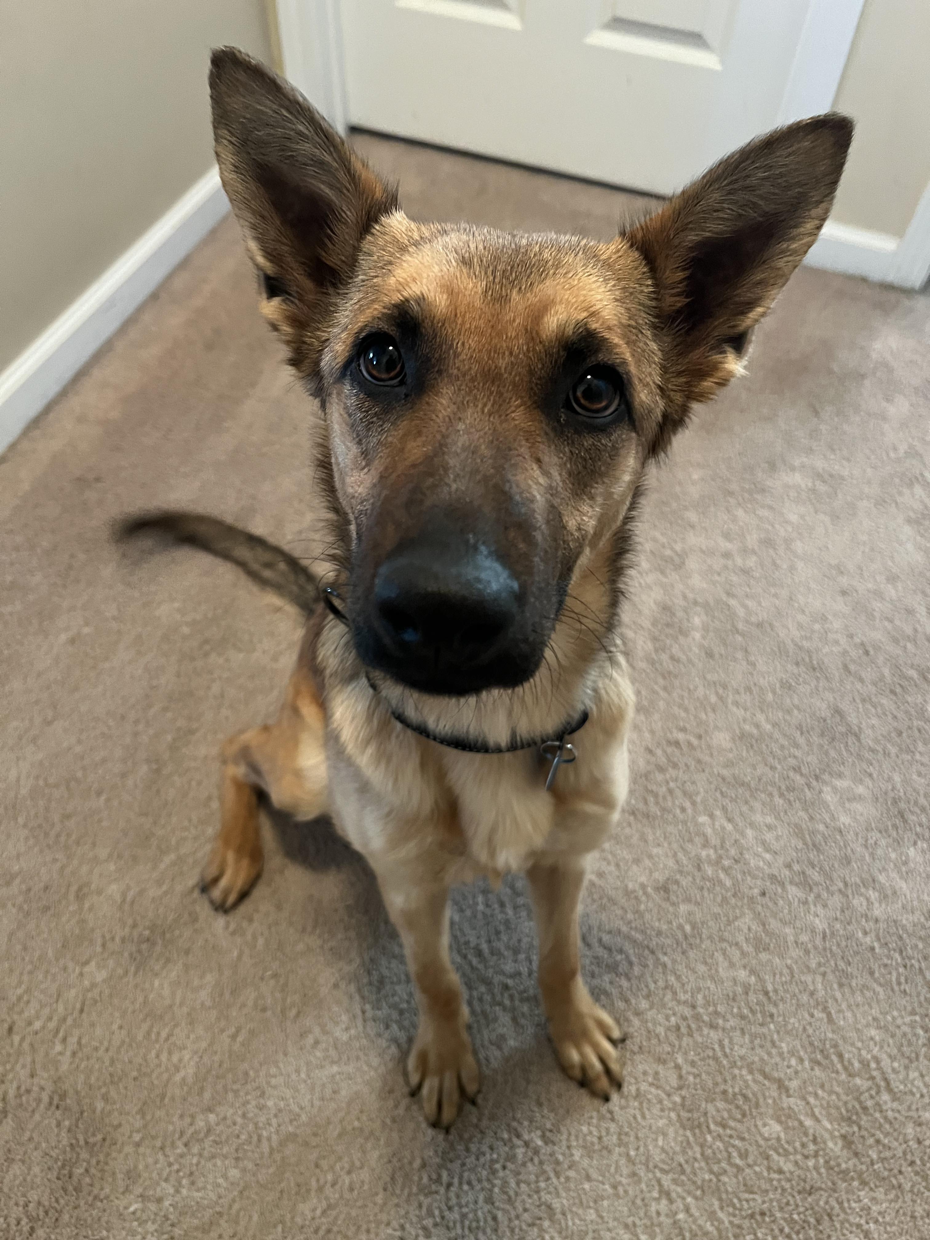 Dog for adoption Lizzie, a German Shepherd Dog in Raeford, NC Petfinder