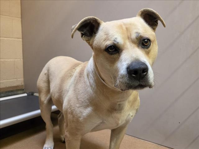 FRED FLINTSTONE, Adoptable, Adult Male Pit Bull Terrier & Labrador Retriever.