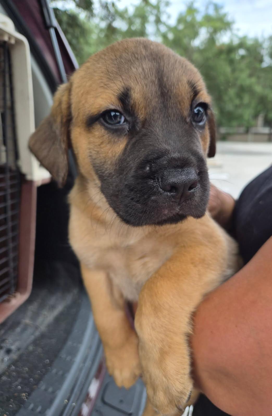 Rati, an adoptable mixed breed in Orlando, FL image 5/6