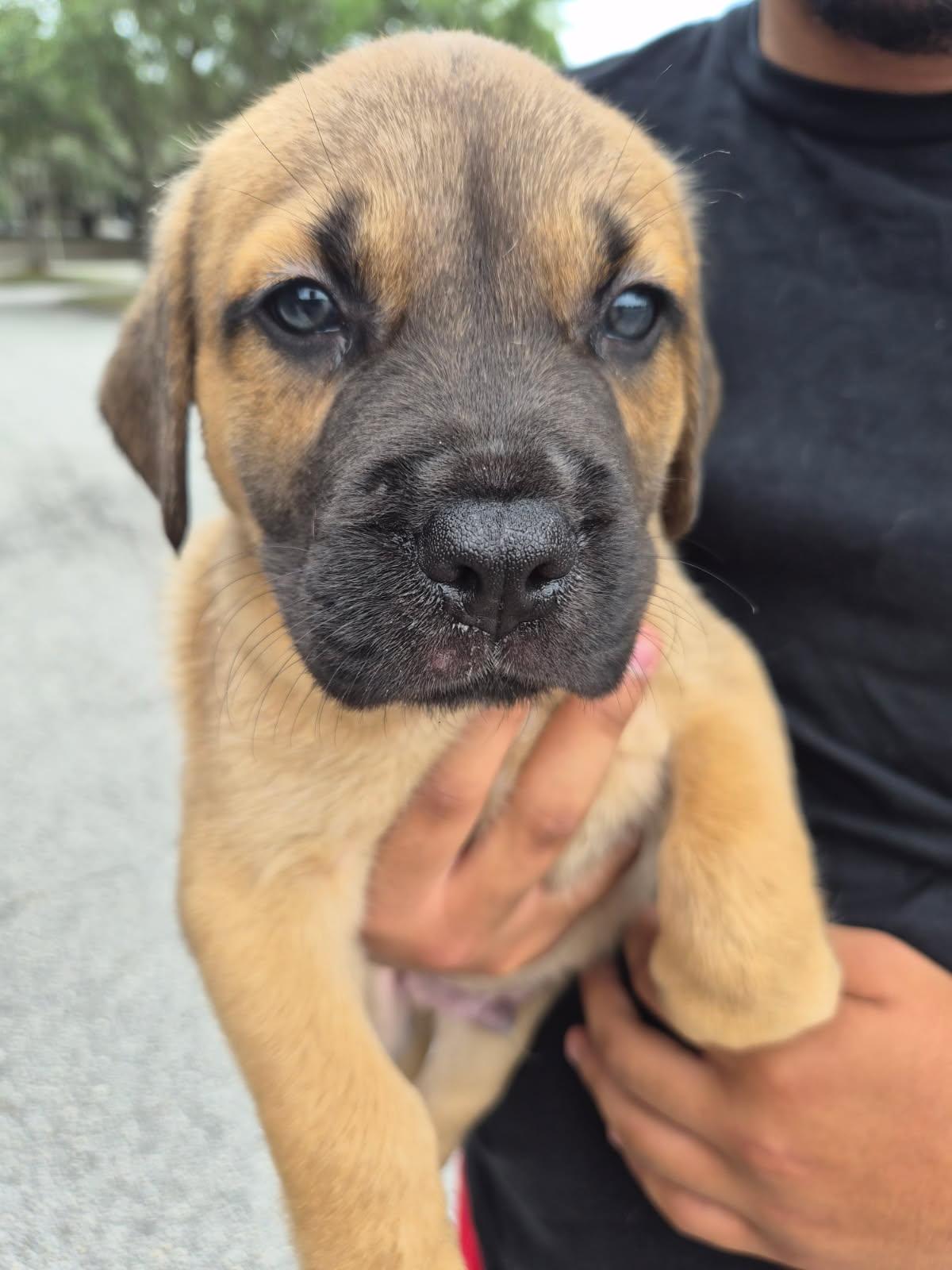 Rati, an adoptable mixed breed in Orlando, FL image 2/6