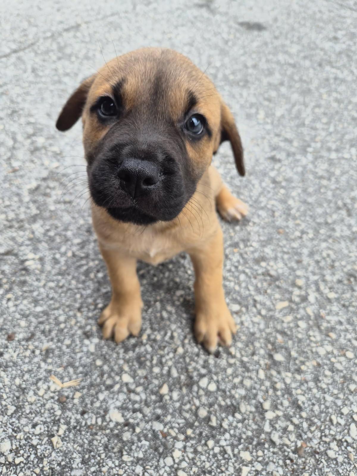 Rati, adoptable, Puppy Male Mastiff & Black Mouth Cur.
