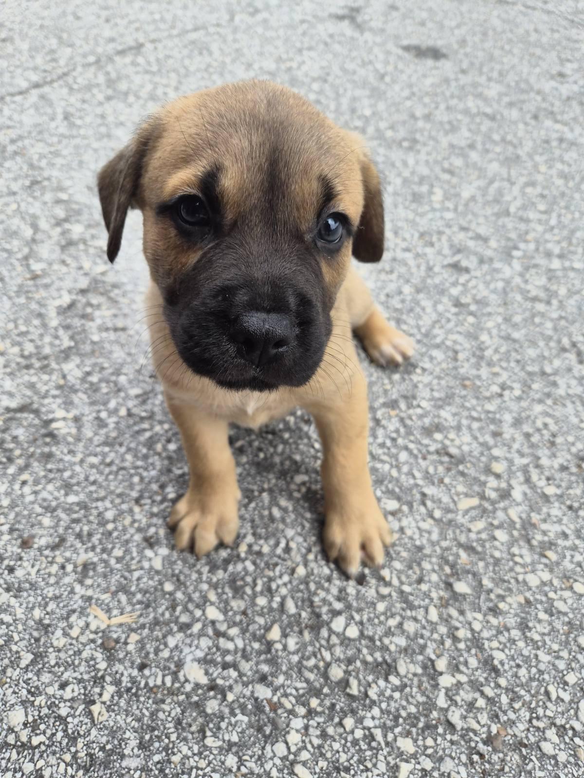 Rati, an adoptable mixed breed in Orlando, FL image 4/6