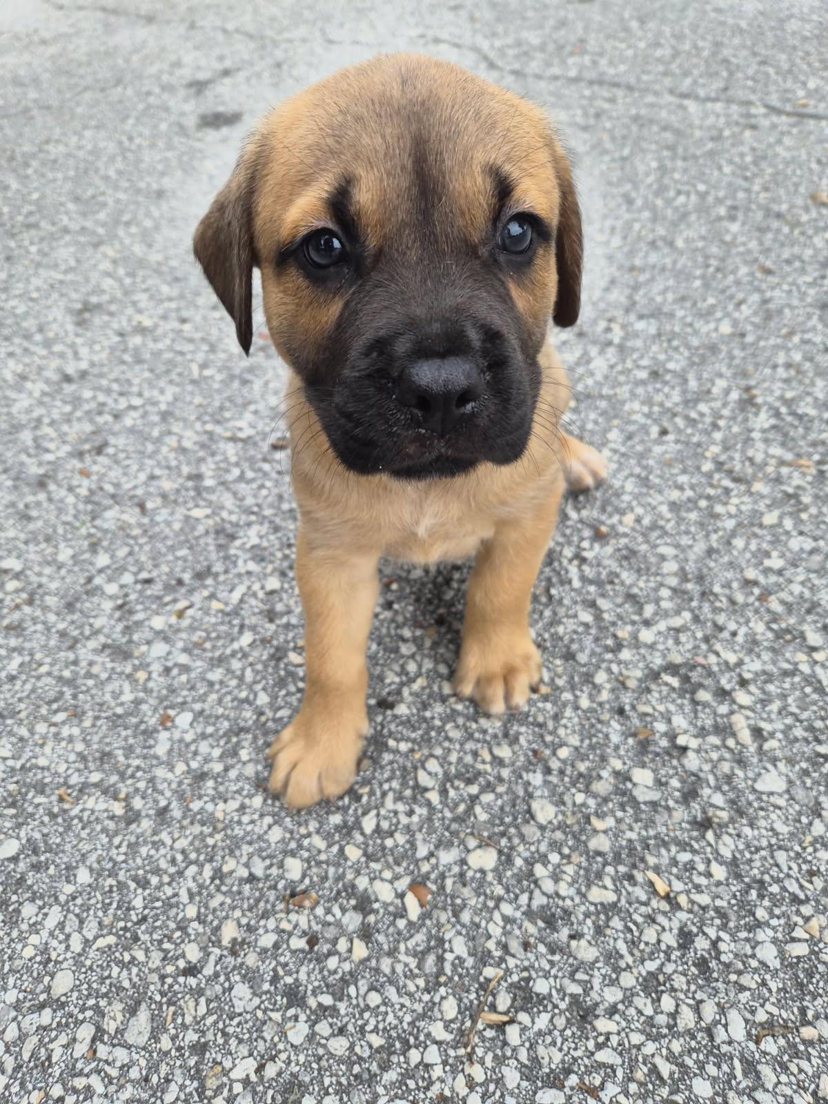 Rati, an adoptable mixed breed in Orlando, FL image 3/6
