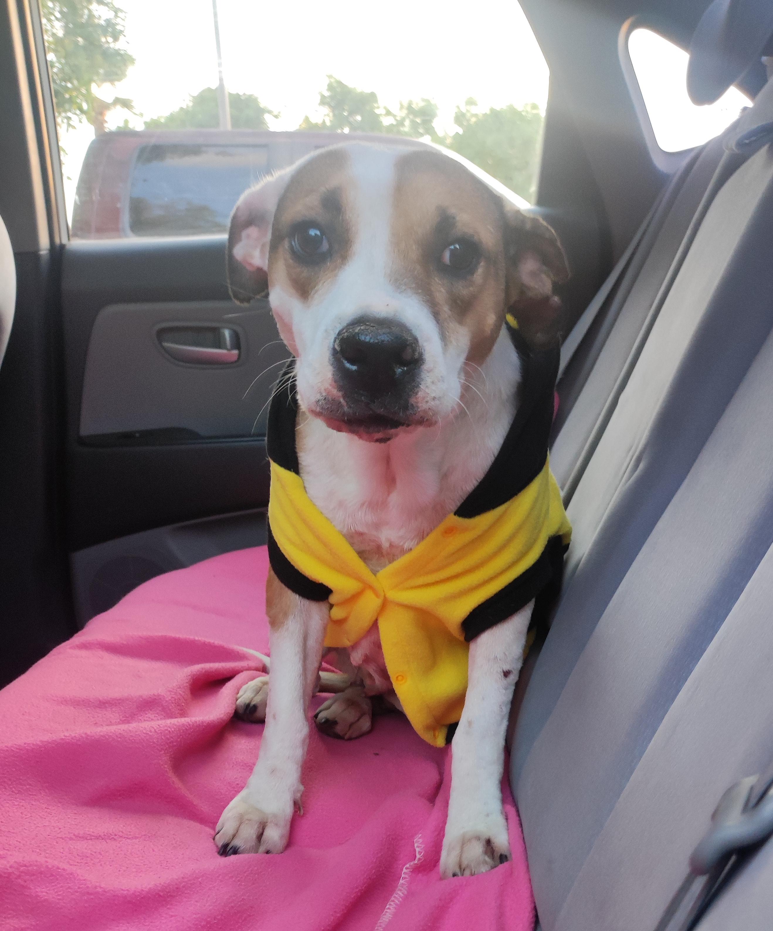 Julie (2), an adoptable Pit Bull Terrier in Mexicali, BCN, 21280 | Photo Image 1
