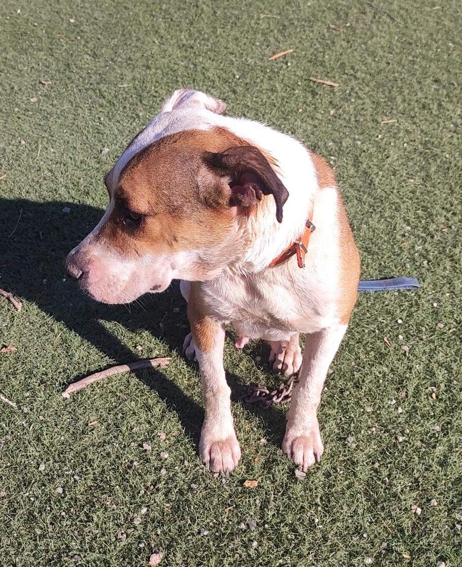 Julie (2), a Adoptable mixed breed in Mexicali, BCN image 2/6