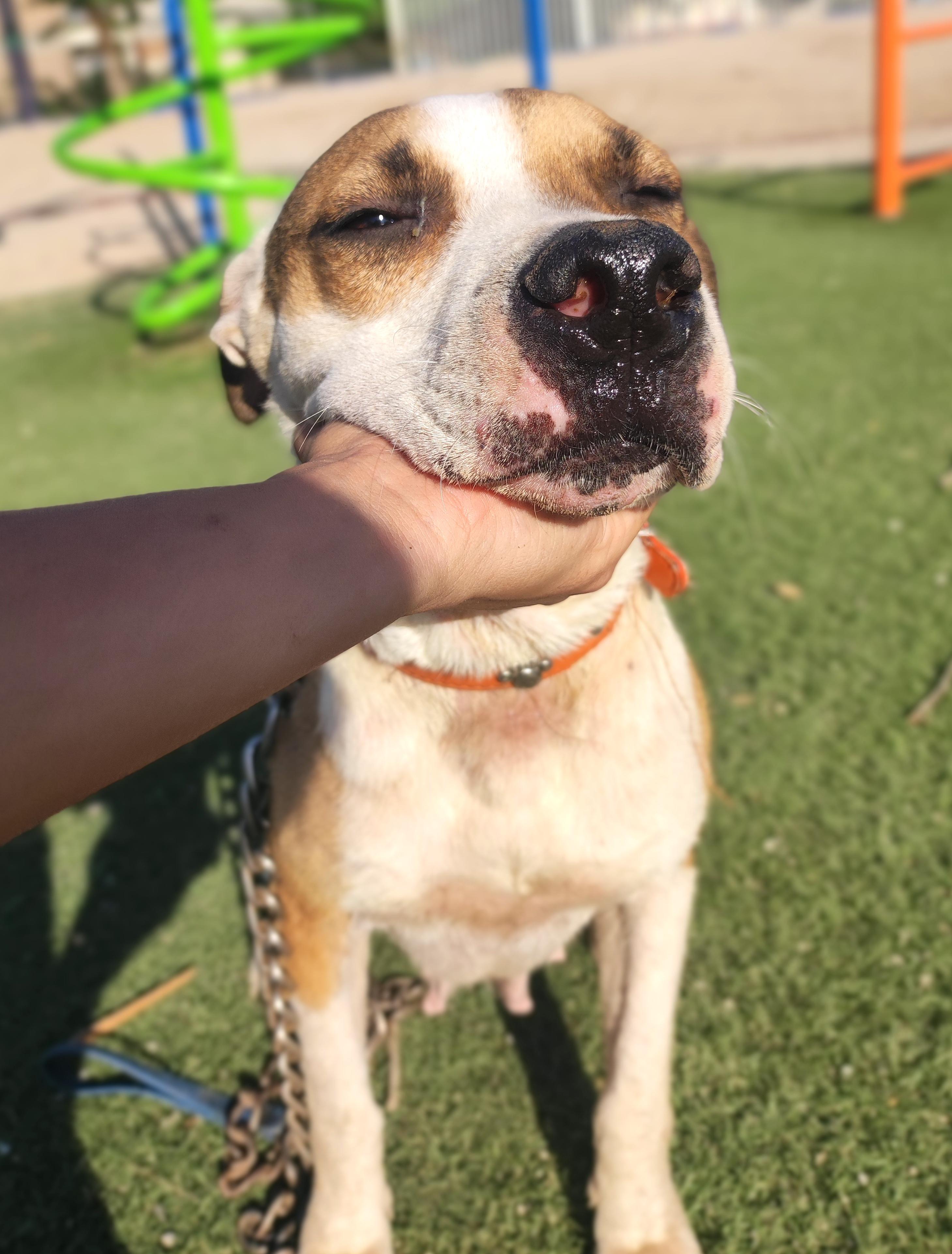 Julie (2), a Adoptable mixed breed in Mexicali, BCN image 3/6