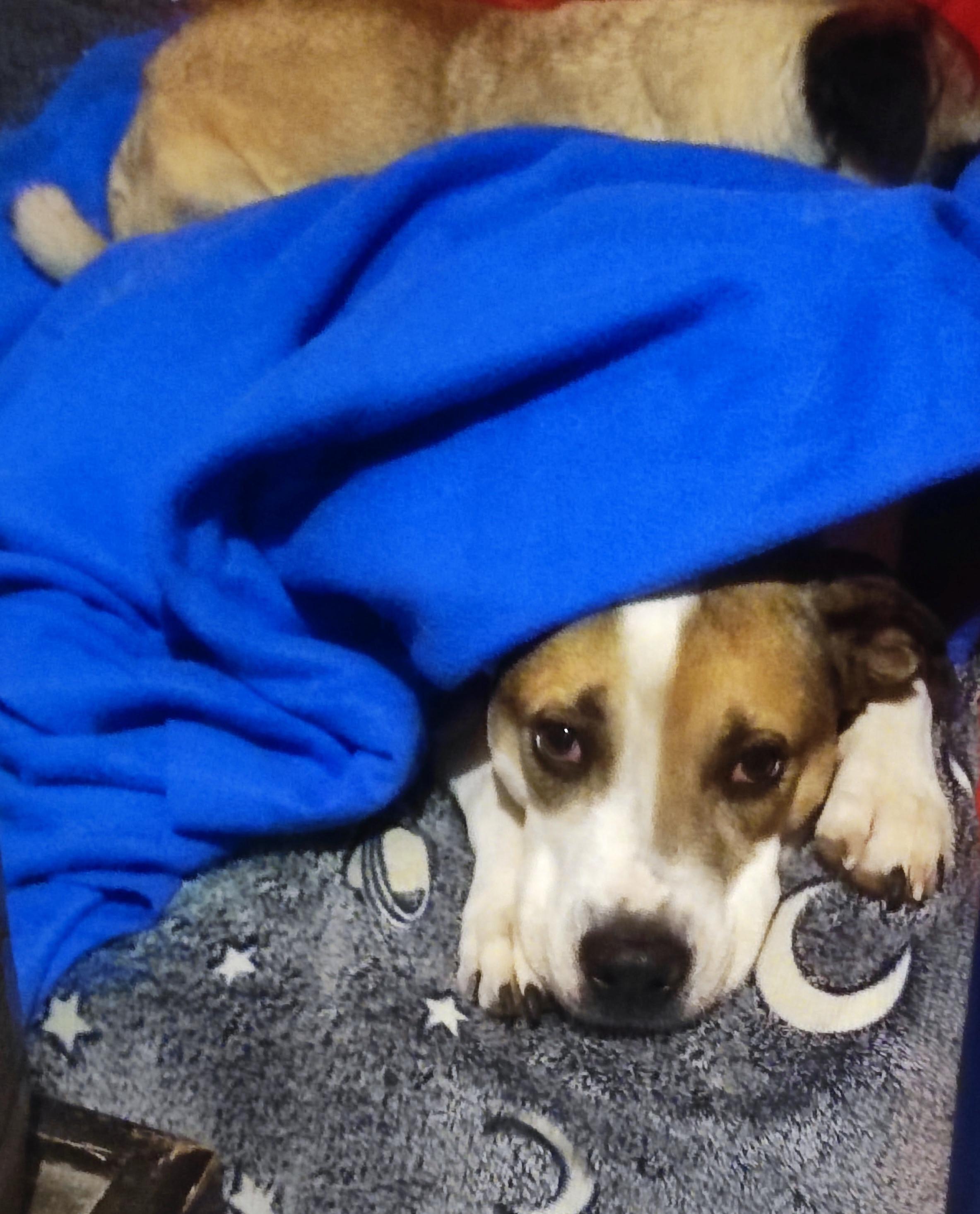 Julie (2), a Adoptable mixed breed in Mexicali, BCN image 2/5