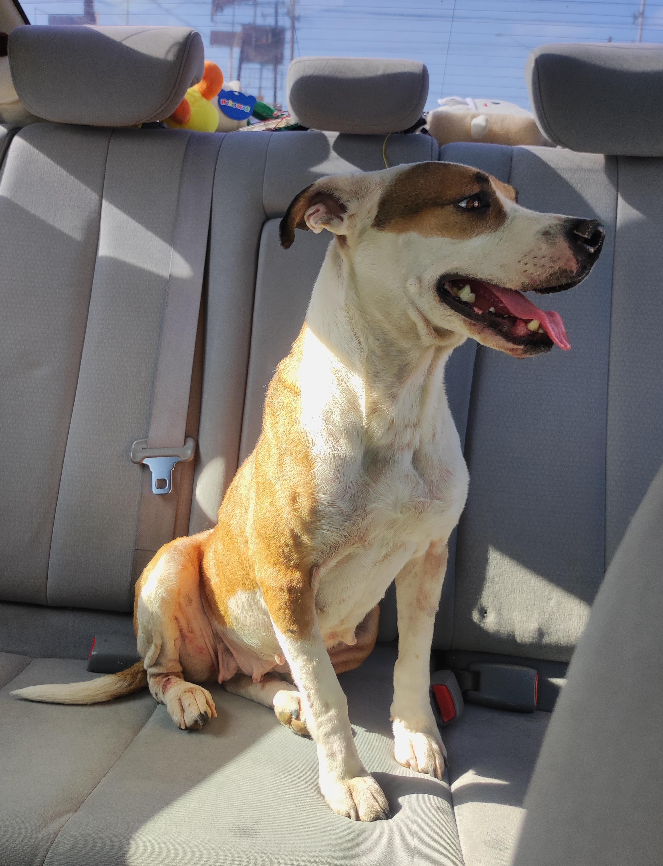 Julie (2), an adoptable Pit Bull Terrier in Mexicali, BCN, 21280 | Photo Image 4