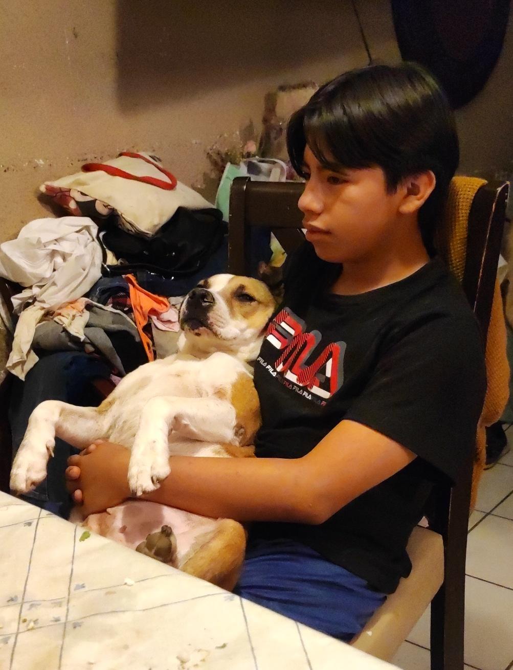 Julie (2), an adoptable Pit Bull Terrier in Mexicali, BCN, 21280 | Photo Image 2