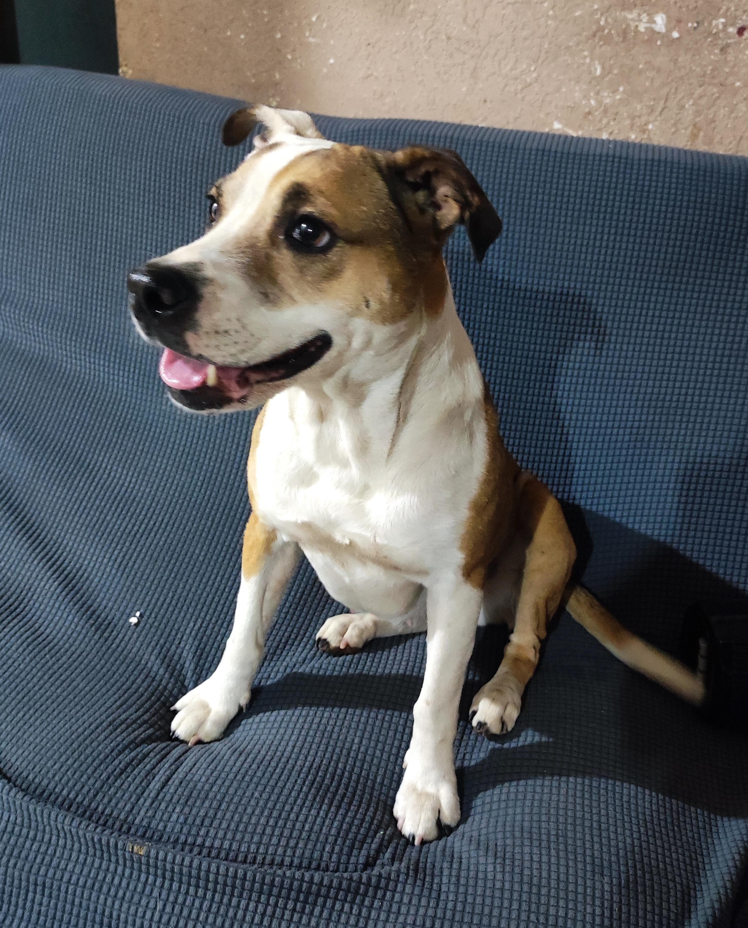 Julie (2), a Adoptable mixed breed in Mexicali, BCN image 1/5
