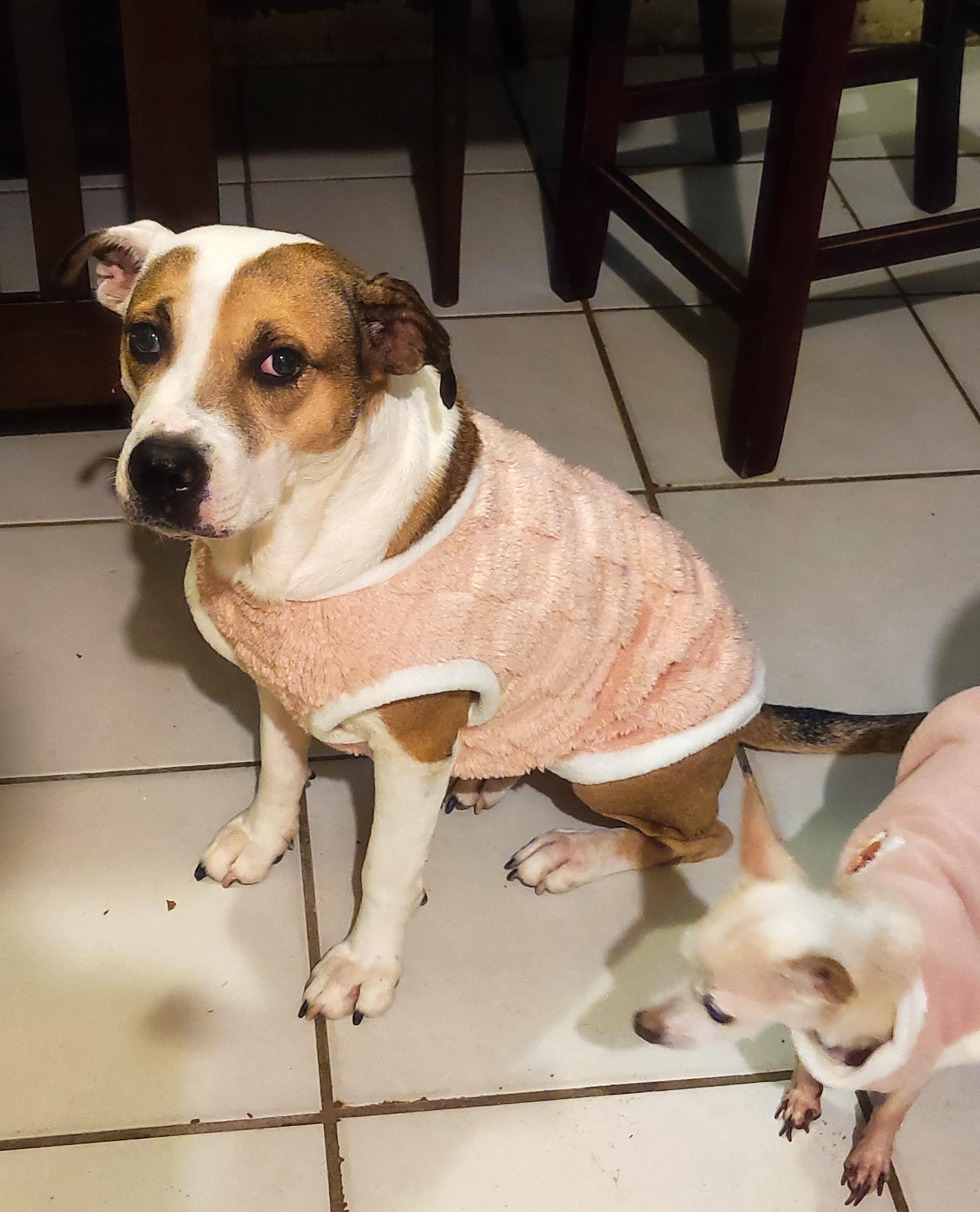 Julie (2), a Adoptable mixed breed in Mexicali, BCN image 3/5
