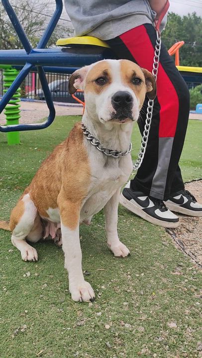 Enlarge Julie (2), a Adoptable mixed breed in Mexicali, BCN video 6/6