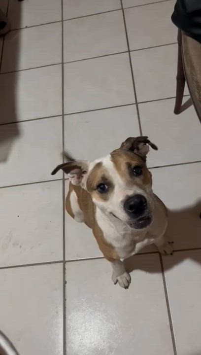 Enlarge Julie (2), a Adoptable mixed breed in Mexicali, BCN video 5/5