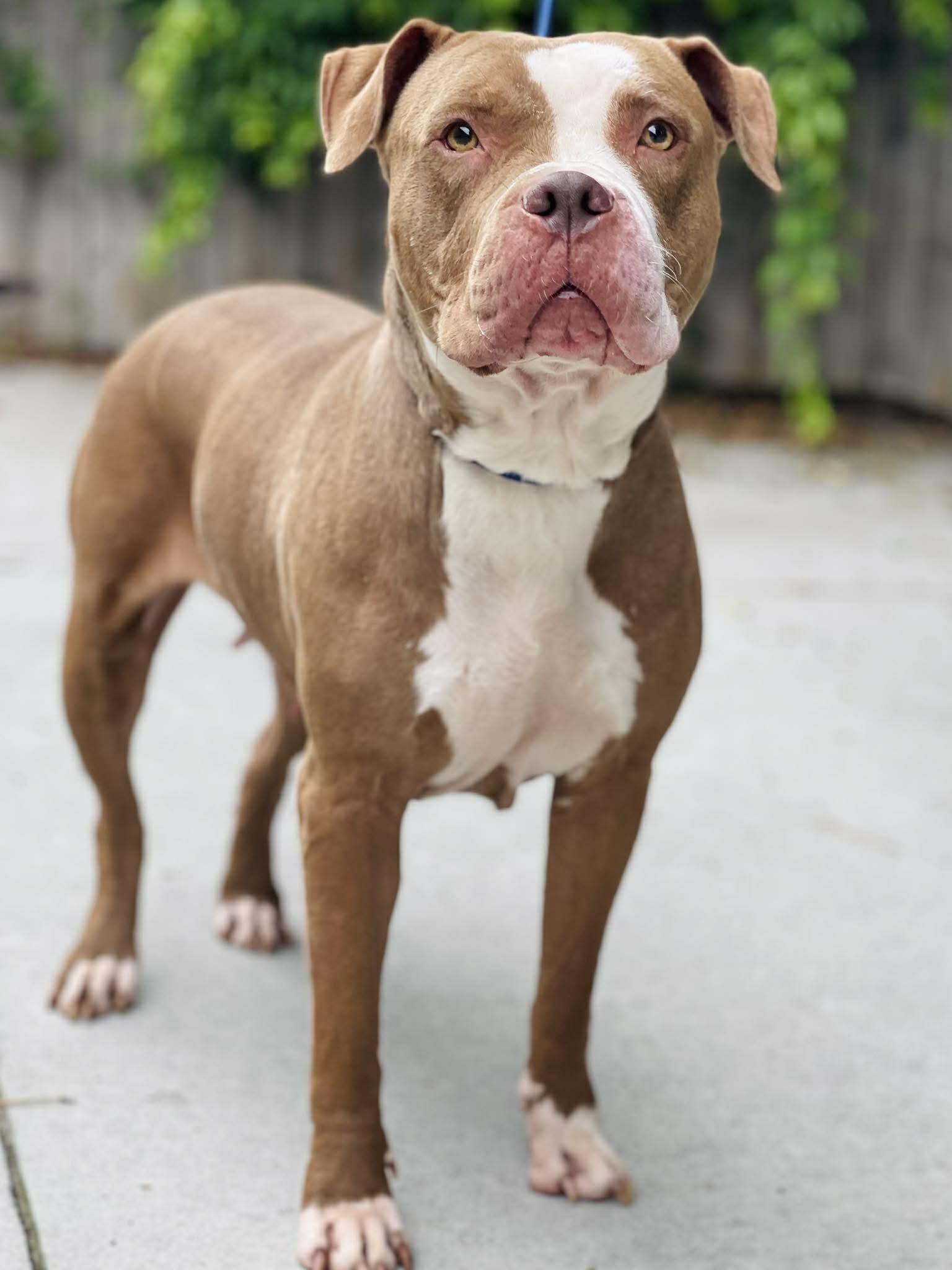 AC-4628 "Star", ADOPTABLE, Adult Female American Bully.