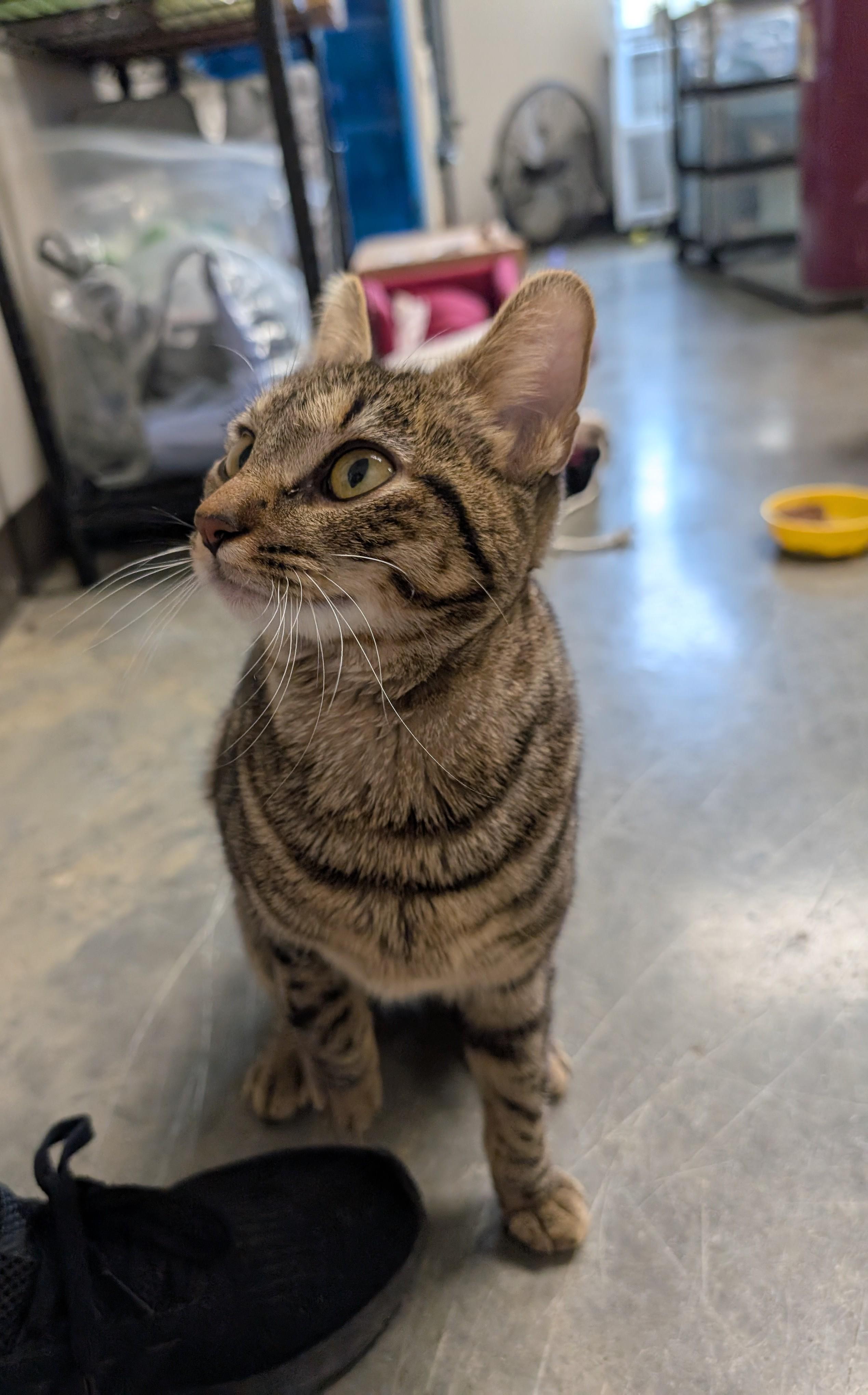 Hunny, Young Female Tabby