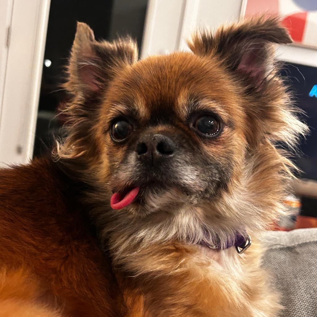 Mickey, Adoptable, Senior Female Pekingese & Chihuahua.