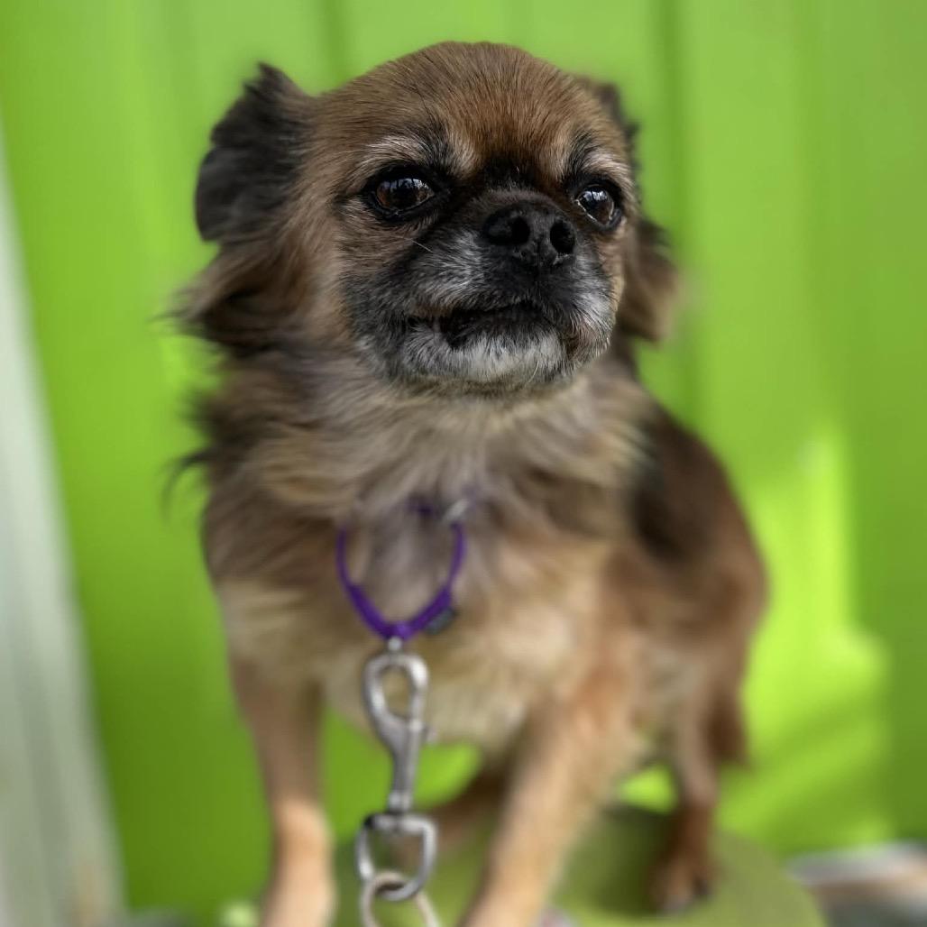 Mickey, Adoptable, Senior Female Pekingese & Chihuahua.