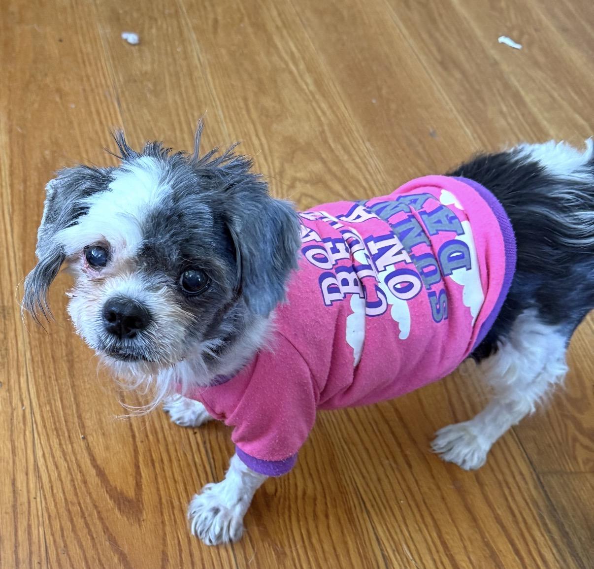 Enlarge Gordonia, a ADOPTABLE Shih Tzu in Wingdale, NY image 1/1