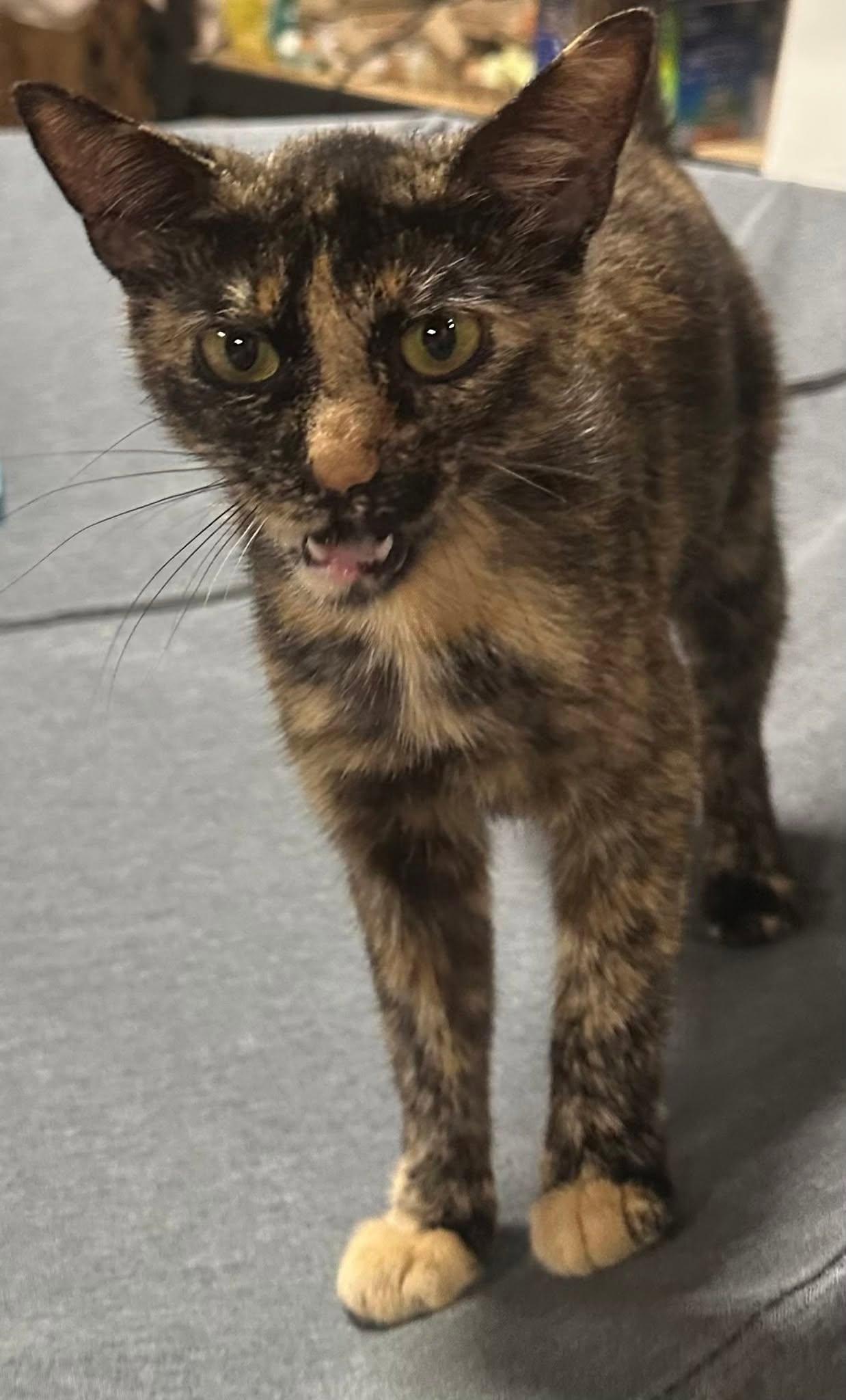 Enlarge Cleo.............fee sponsored, a Adoptable mixed breed in Byrdstown, TN image 3/5