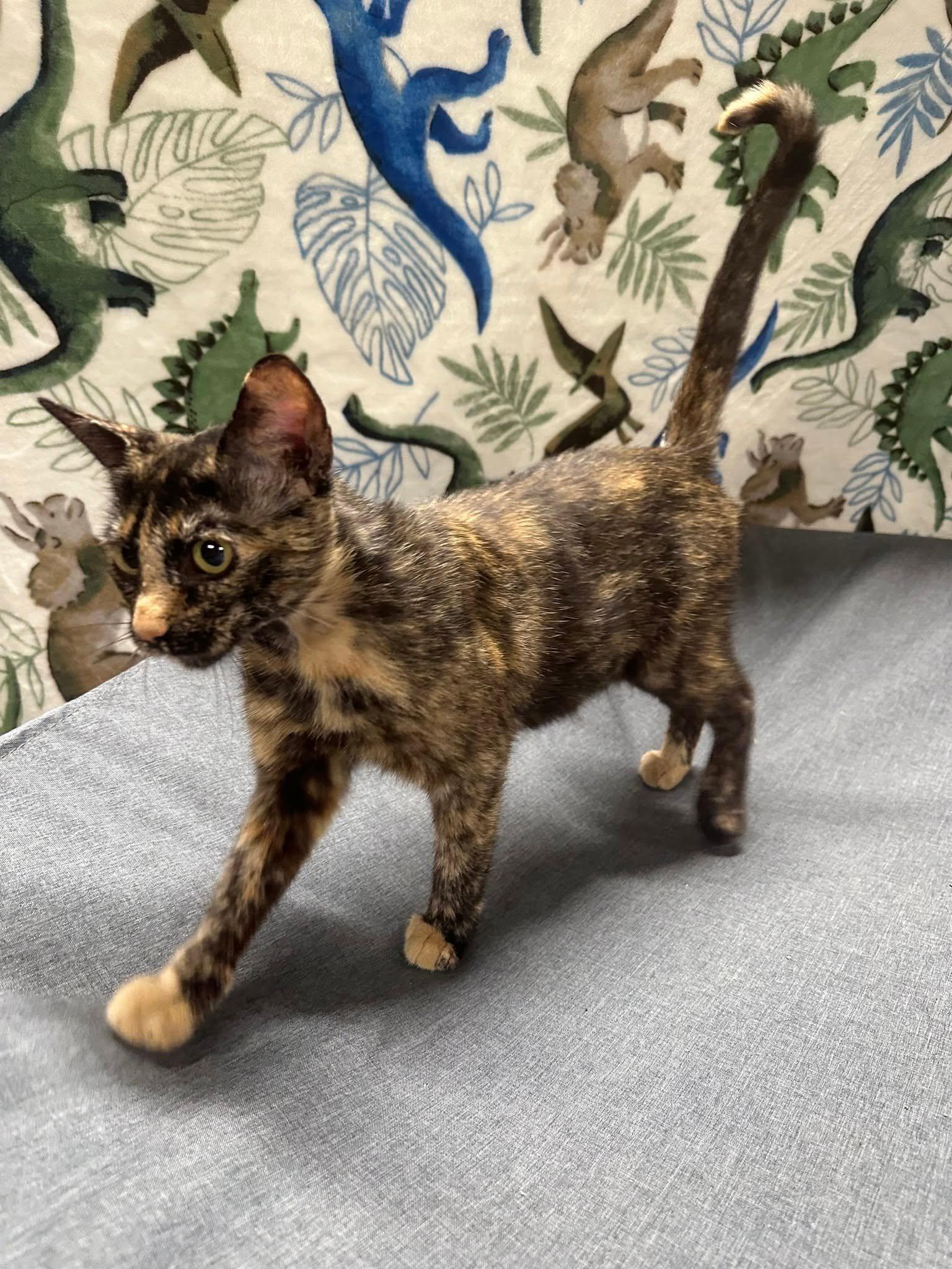 Enlarge Cleo.............fee sponsored, a Adoptable mixed breed in Byrdstown, TN image 2/5