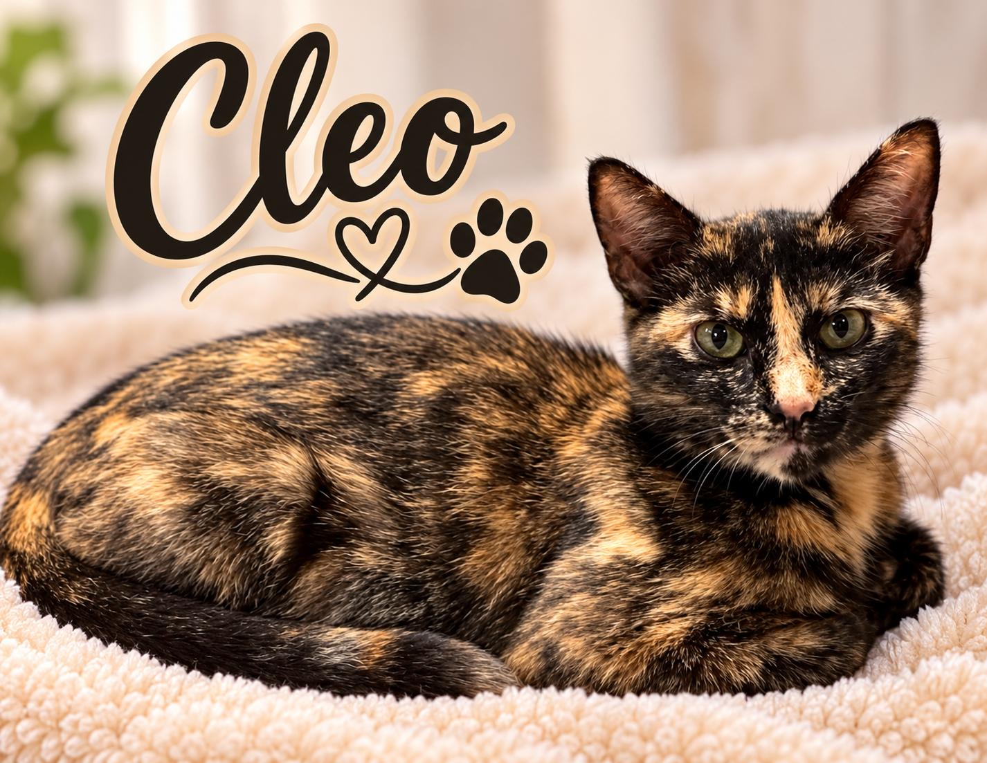 Enlarge Cleo.............fee sponsored, a Adoptable mixed breed in Byrdstown, TN image 1/5