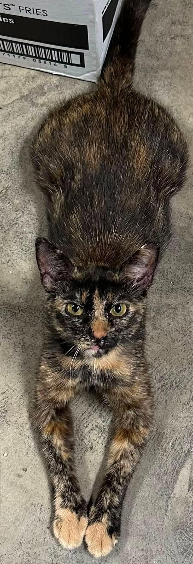 Enlarge Cleo.............fee sponsored, a Adoptable mixed breed in Byrdstown, TN image 5/5