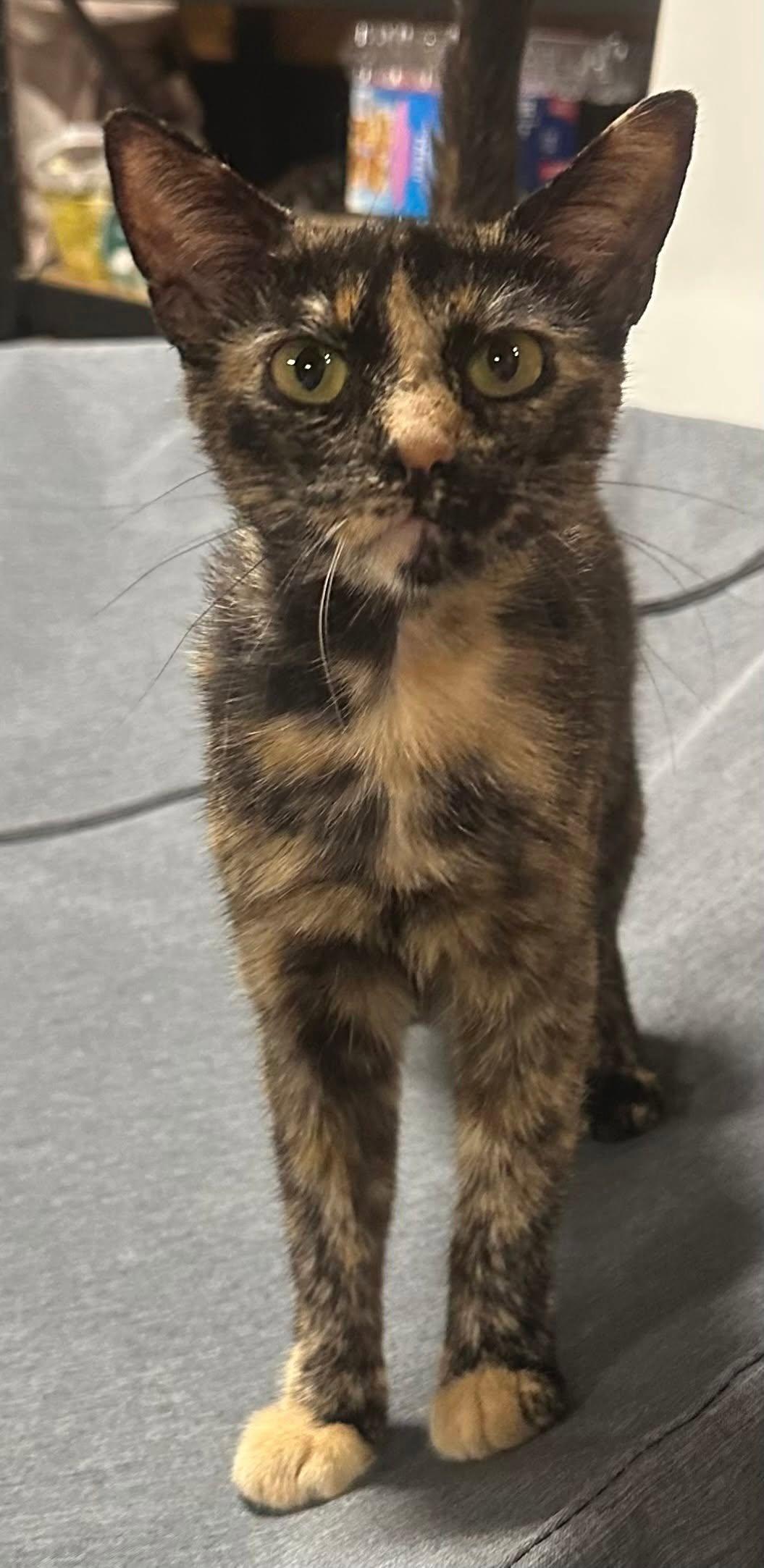 Enlarge Cleo.............fee sponsored, a Adoptable mixed breed in Byrdstown, TN image 4/5