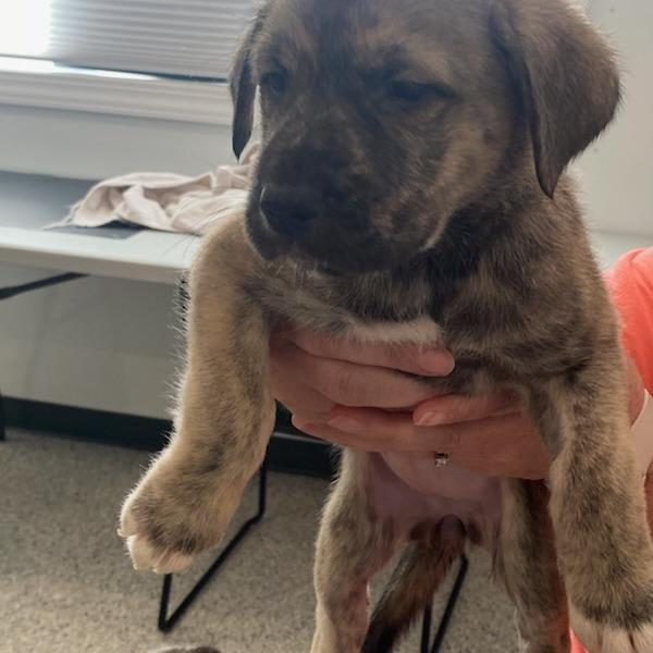 Enlarge Cookie, a Adoptable mixed breed in Carlyle, IL image 1/3