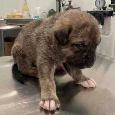 Enlarge Cookie, a Adoptable mixed breed in Carlyle, IL image 2/3