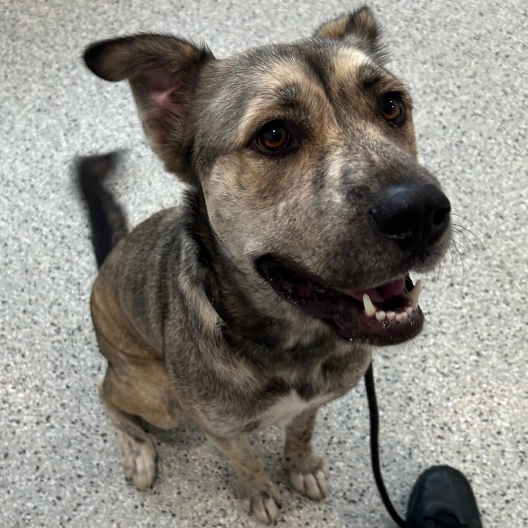 Enlarge Cookie, a Adoptable mixed breed in Carlyle, IL image 3/3