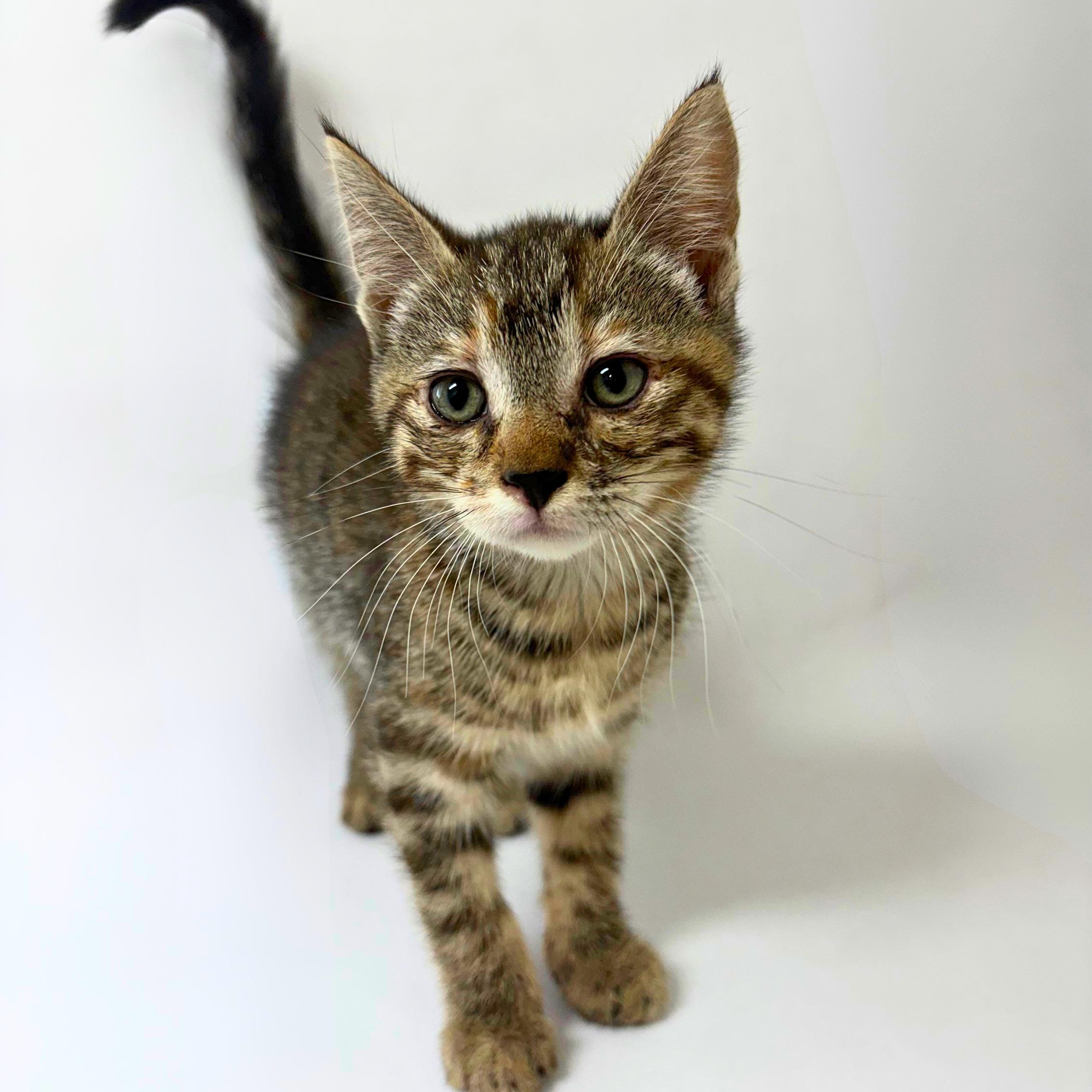 Monica, an adopted Tabby in Pasco, WA image 1/3