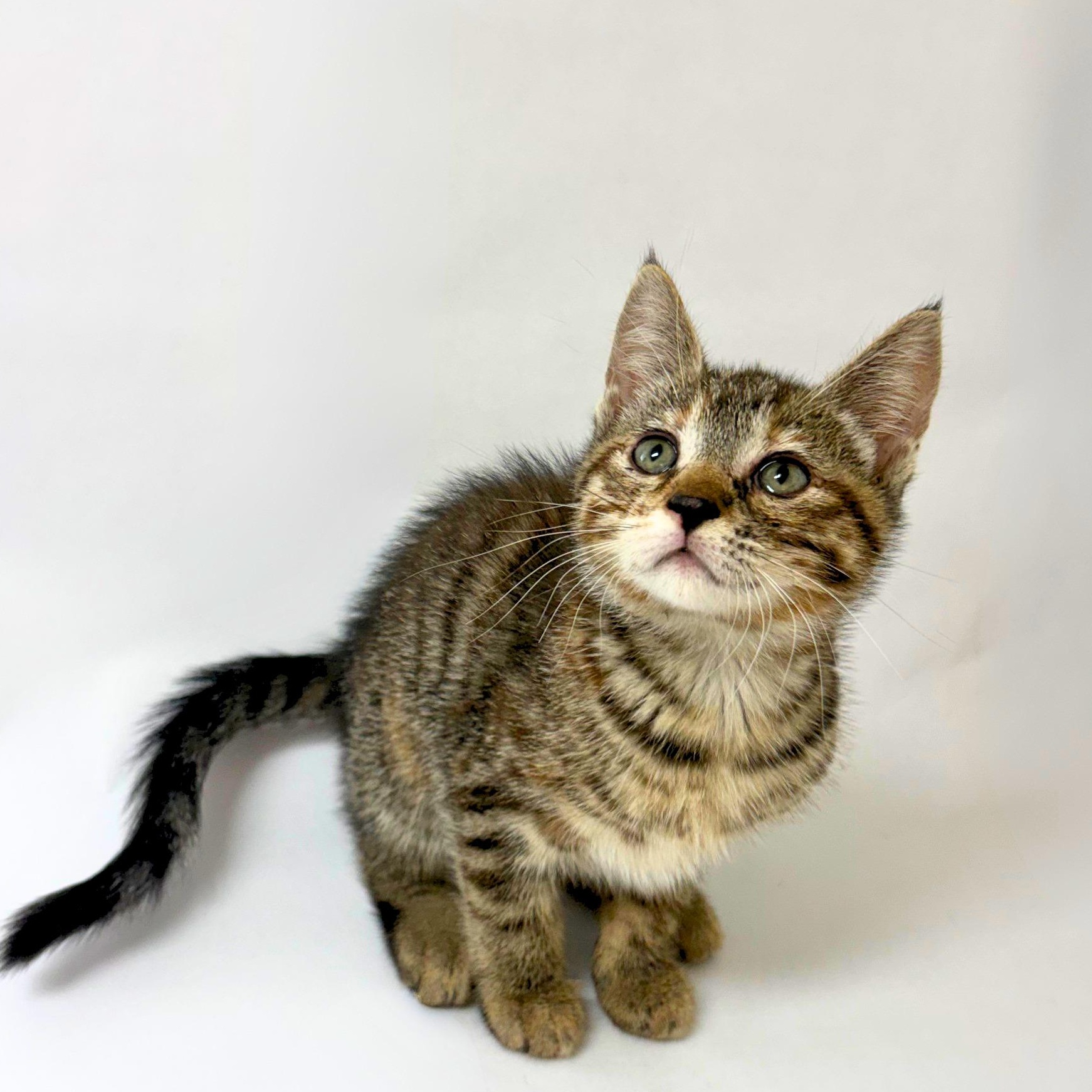 Monica, an adopted Tabby in Pasco, WA image 2/3