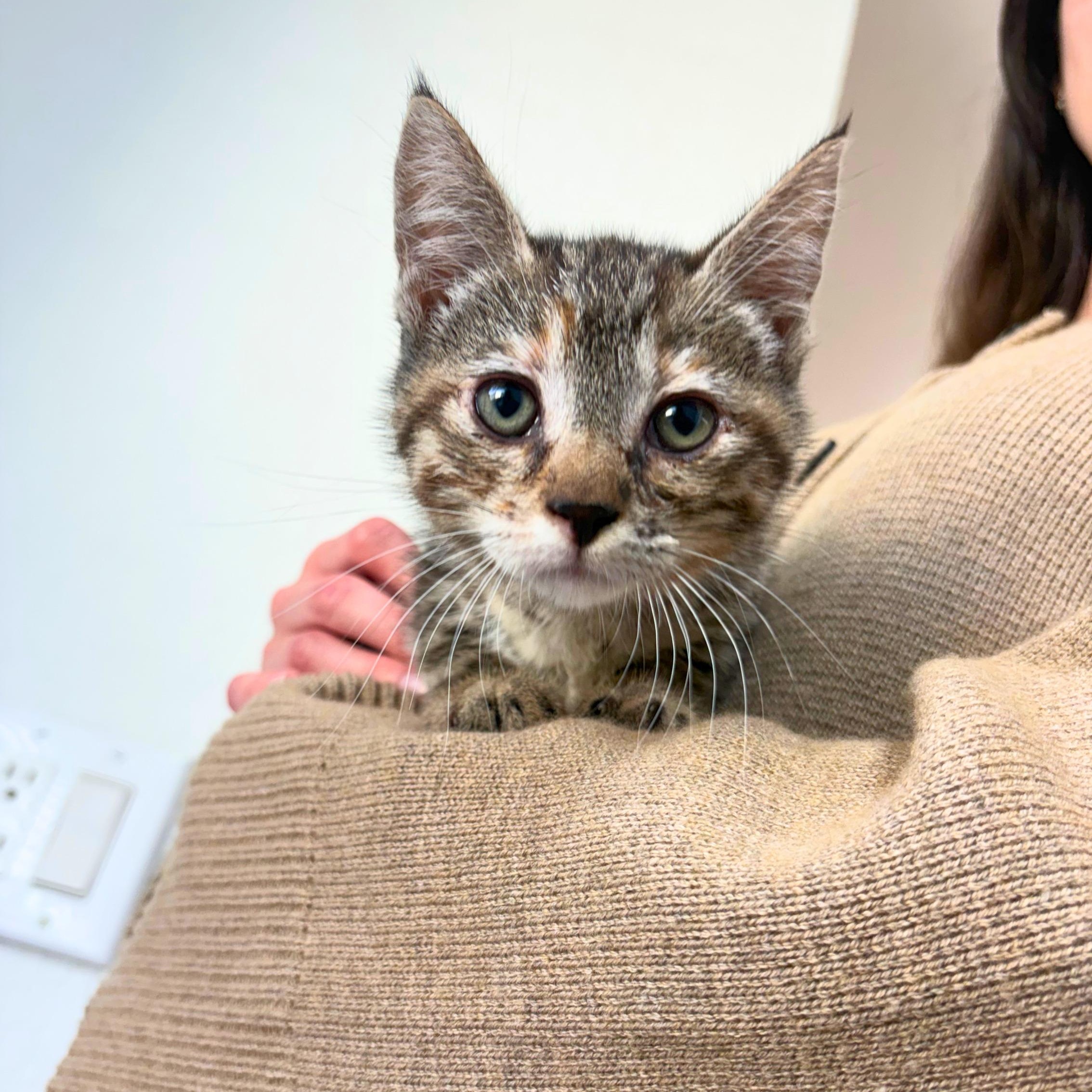 Monica, an adopted Tabby in Pasco, WA image 3/3