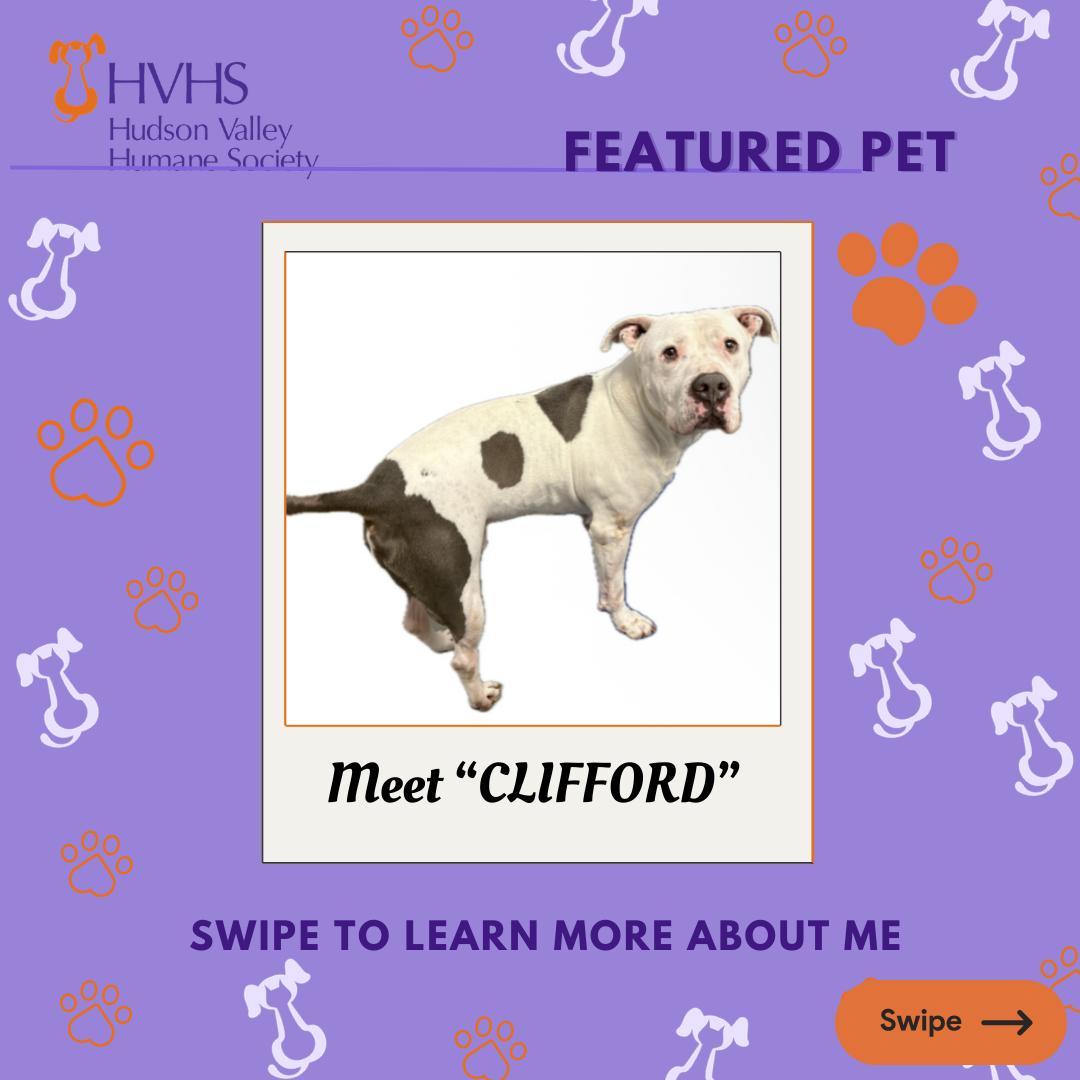 Enlarge CLIFFORD, a Adoptable mixed breed in Pomona, NY image 1/2