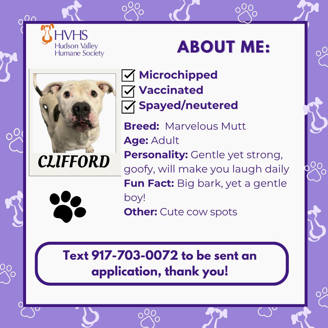Enlarge CLIFFORD, a Adoptable mixed breed in Pomona, NY image 2/2
