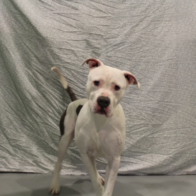 Enlarge Clifford, a Adoptable mixed breed in Pomona, NY image 1/2