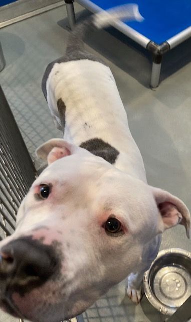 Enlarge Clifford, a Adoptable mixed breed in Pomona, NY image 2/2